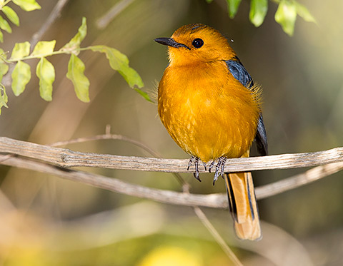 Red-capped Robin-Chat